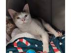 Cora Domestic Shorthair Young Female