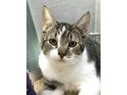 Sparrow Domestic Shorthair Young Male