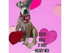 Zulu Husky Puppy Female