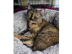Autumn (friendly) Domestic Shorthair Young Female