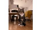 Adopt BUTTONS a Tabby, Domestic Short Hair