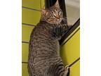 Chaos Domestic Shorthair Adult Male