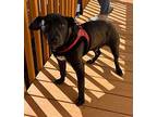 Bailey Labrador Retriever Young Male