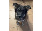 Adopt Griffin a Mixed Breed