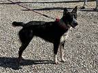 Daytona Australian Cattle Dog Young Female