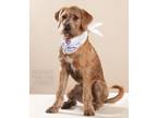 Adopt 24-017 Oberon "Obi" a Airedale Terrier, Golden Retriever