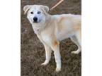 Gracie Great Pyrenees Adult Female