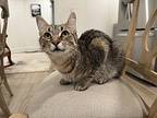 Sylvie Domestic Shorthair Young Female
