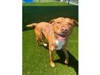 Adopt CHARLES a Pit Bull Terrier