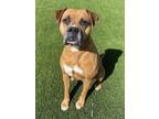 Adopt ROMAN a Boxer