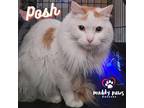 Posh Domestic Mediumhair Young Female