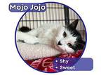 Mojo Jojo Domestic Longhair Young Female