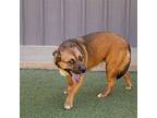 Harlan Black Mouth Cur Young Female