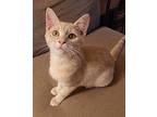 George Domestic Shorthair Kitten Male