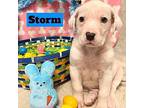 Storm Labrador Retriever Puppy Male