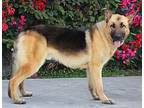 Thor von Topen German Shepherd Dog Young Male