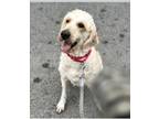 Mattie Labrador Retriever Adult Female