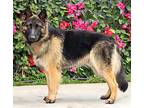 Max von Maring German Shepherd Dog Young Male