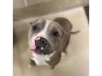 Mulan American Pit Bull Terrier Adult Female