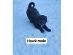 Linx and Hawk Australian Shepherd Puppy Female