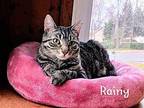 Rainy Domestic Shorthair Young Female