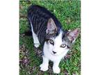 Harley Domestic Shorthair Young Male