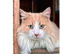 KING CHARLIE Maine Coon Young Male