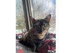 Chanel Domestic Shorthair Young Female