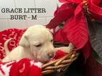 Adopt Burt Grace a Labrador Retriever, Pit Bull Terrier