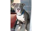 Flash American Pit Bull Terrier Adult Male