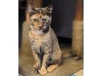 Willow Domestic Shorthair Young Female