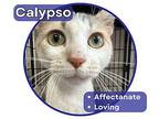 Calypso Domestic Shorthair Kitten Female