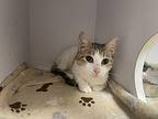 Demi Domestic Shorthair Young Female