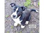 Collins Mixed Breed (Medium) Puppy Female