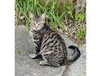 Jupiter Domestic Shorthair Kitten Male