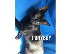 Ponyboy Domestic Shorthair Young Male