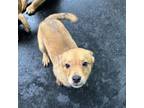 Adopt Macy Litter_2 (Elvis) a Corgi, Cattle Dog