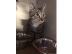 Toot-Toot Domestic Shorthair Young Male