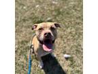 Junior (sponsored adoption fee) Mixed Breed (Large) Adult Male