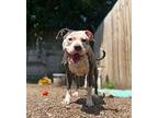 Biggie American Staffordshire Terrier Adult Male