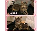 Shiloh Domestic Shorthair Adult Female