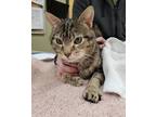 Bumper Domestic Shorthair Adult Male