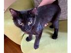 Vanya Domestic Shorthair Young Male