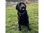 Shadow Labrador Retriever Puppy Male