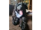 Adopt Fonzie a Standard Poodle, English Shepherd