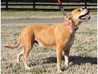 DARLING DAISY Hound (Unknown Type) Adult Female