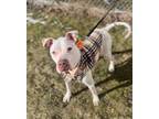 Rocky American Pit Bull Terrier Adult Male