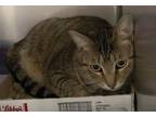 Adopt Emilio (Barn Cat) a Domestic Short Hair