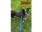 Adopt Stone (Emerson) a Australian Cattle Dog / Blue Heeler