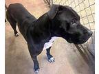 Jade Labrador Retriever Adult Female